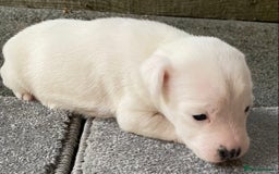 Jack Russell dogs for sale: 6 Jack Russell Puppies  - Advert 32
