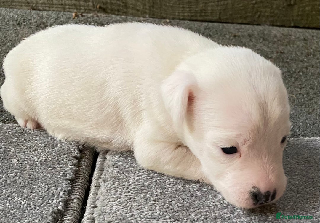 Jack Russell dogs for sale: 6 Jack Russell Puppies  - Advert 32