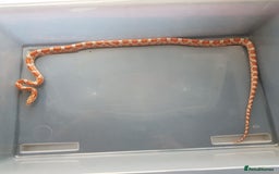 Corn Snake reptiles for sale: Carolina Corn Snake + Enclosure - Image 4