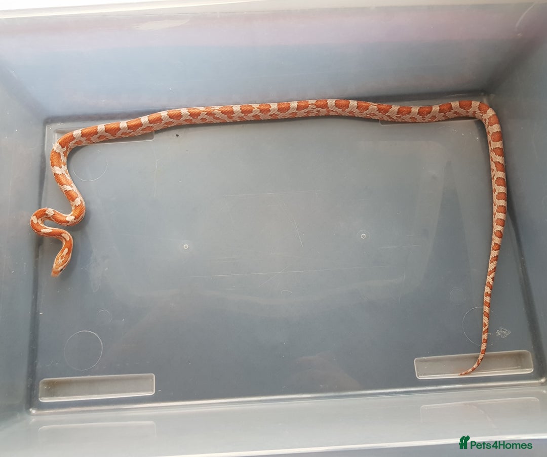 Corn Snake reptiles for sale: Carolina Corn Snake + Enclosure - Image 4