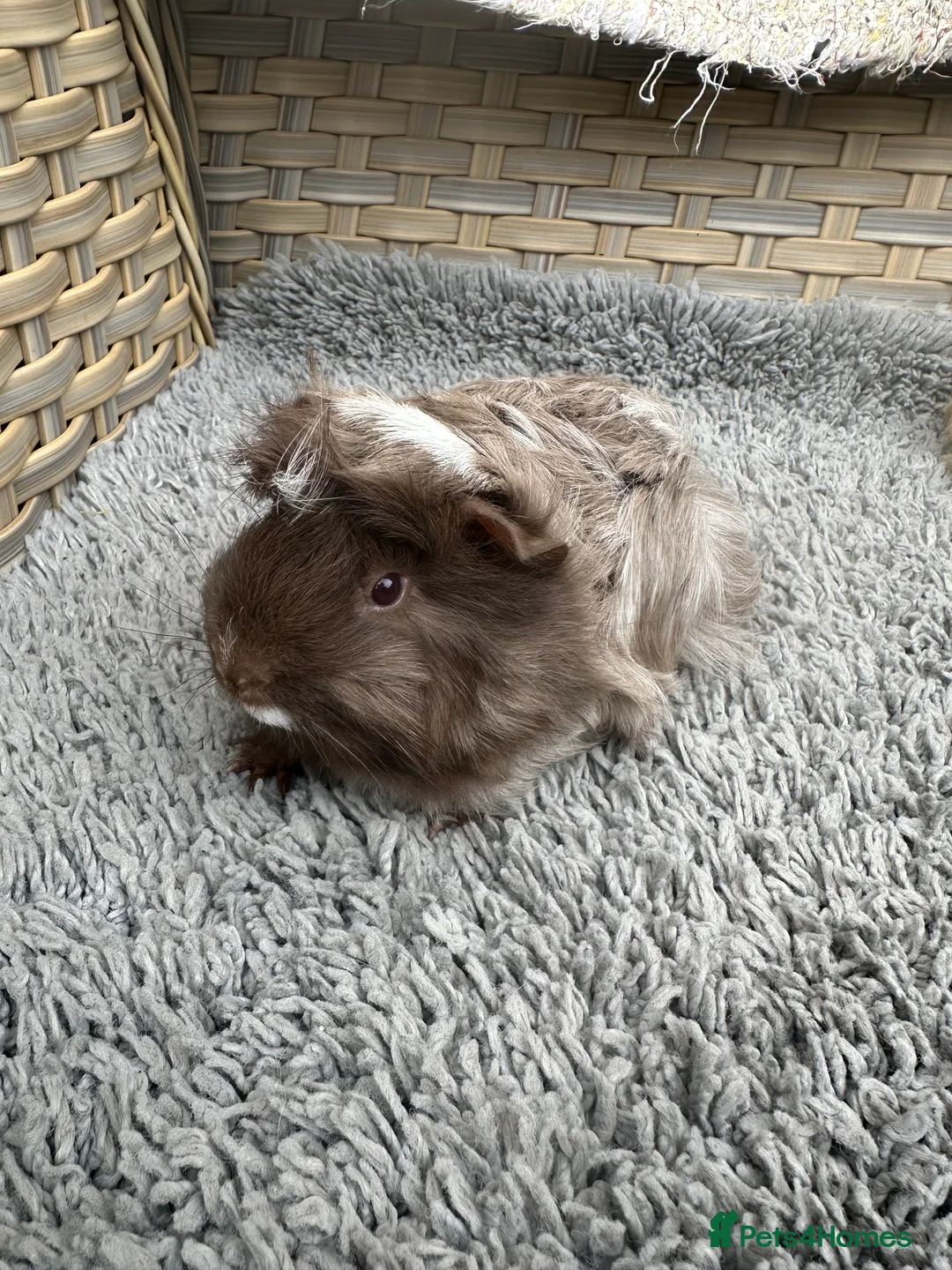Guinea Pig rodents for sale: 2 long haired baby Peruvian boy guinea pigs. - Advert 5