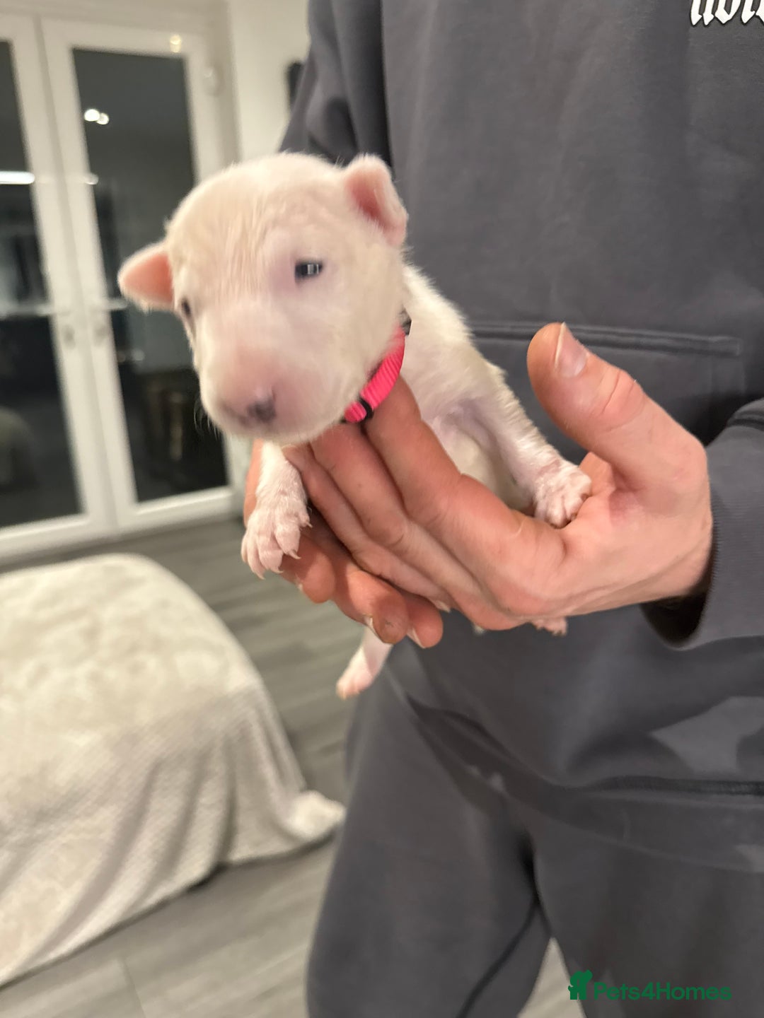 English Bull Terrier dogs for sale: English bull terrier puppy’s 4 weeks old  - Advert 2