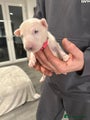 English Bull Terrier Puppy pink