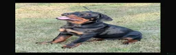 Rottweiler dogs for sale: Beautiful Male Rottweiler - Advert 1