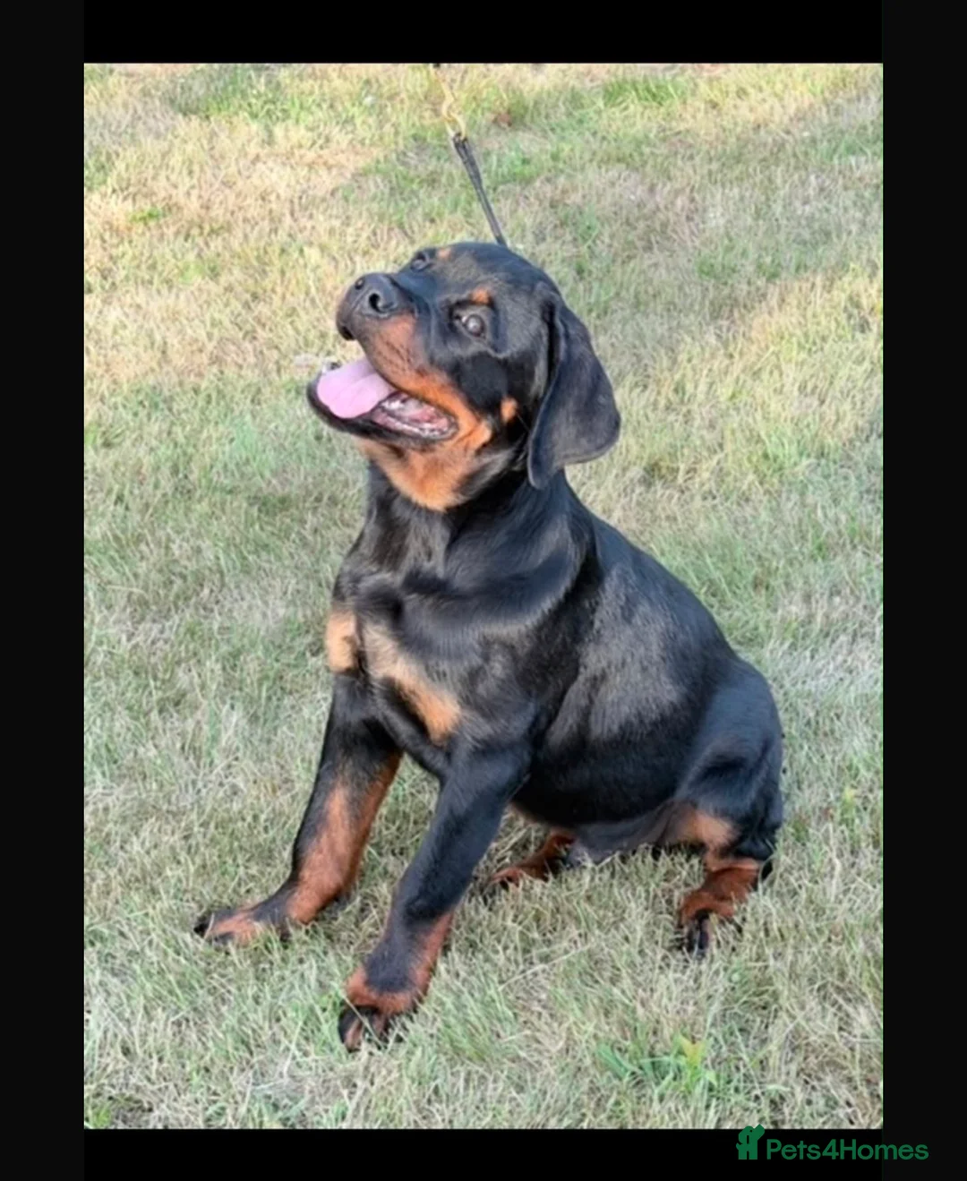Rottweiler dogs for sale: Beautiful Male Rottweiler - Advert 1