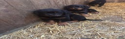 Rottweiler dogs for sale:  Rottweiler pups ready for there forever home.  - Advert 1