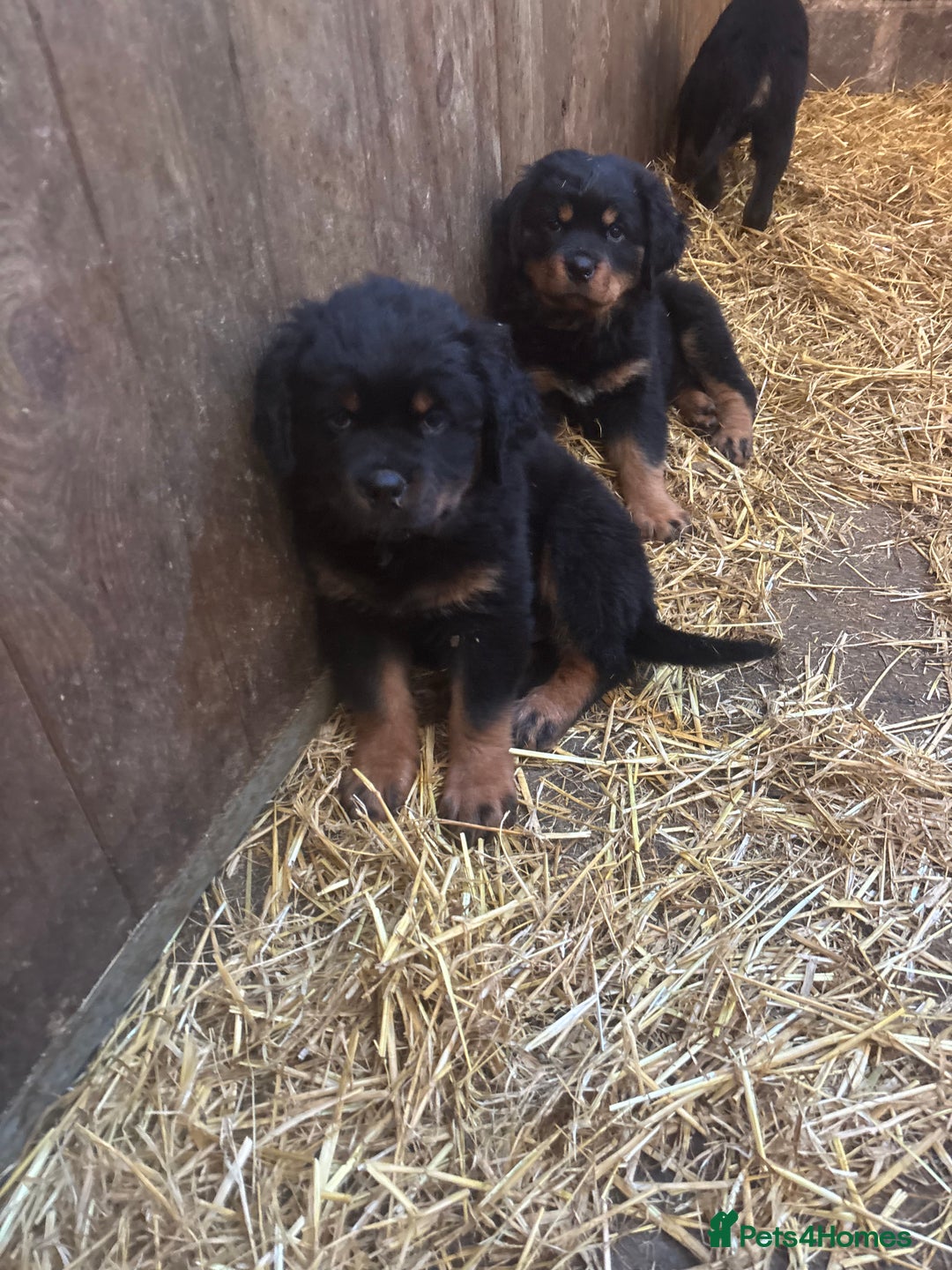 Rottweiler dogs for sale:  Rottweiler pups ready for there forever home.  - Advert 1