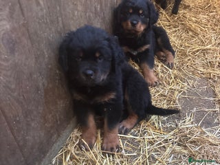 Rottweiler dogs Rottweiler pups ready for there forever home. - Advert 17