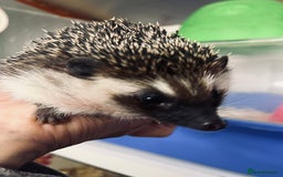 Pygmy Hedgehog rodents for sale: Young black boy/ full set up / carrier ready today - Image 2