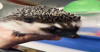 Pygmy Hedgehog rodents - Advert 13