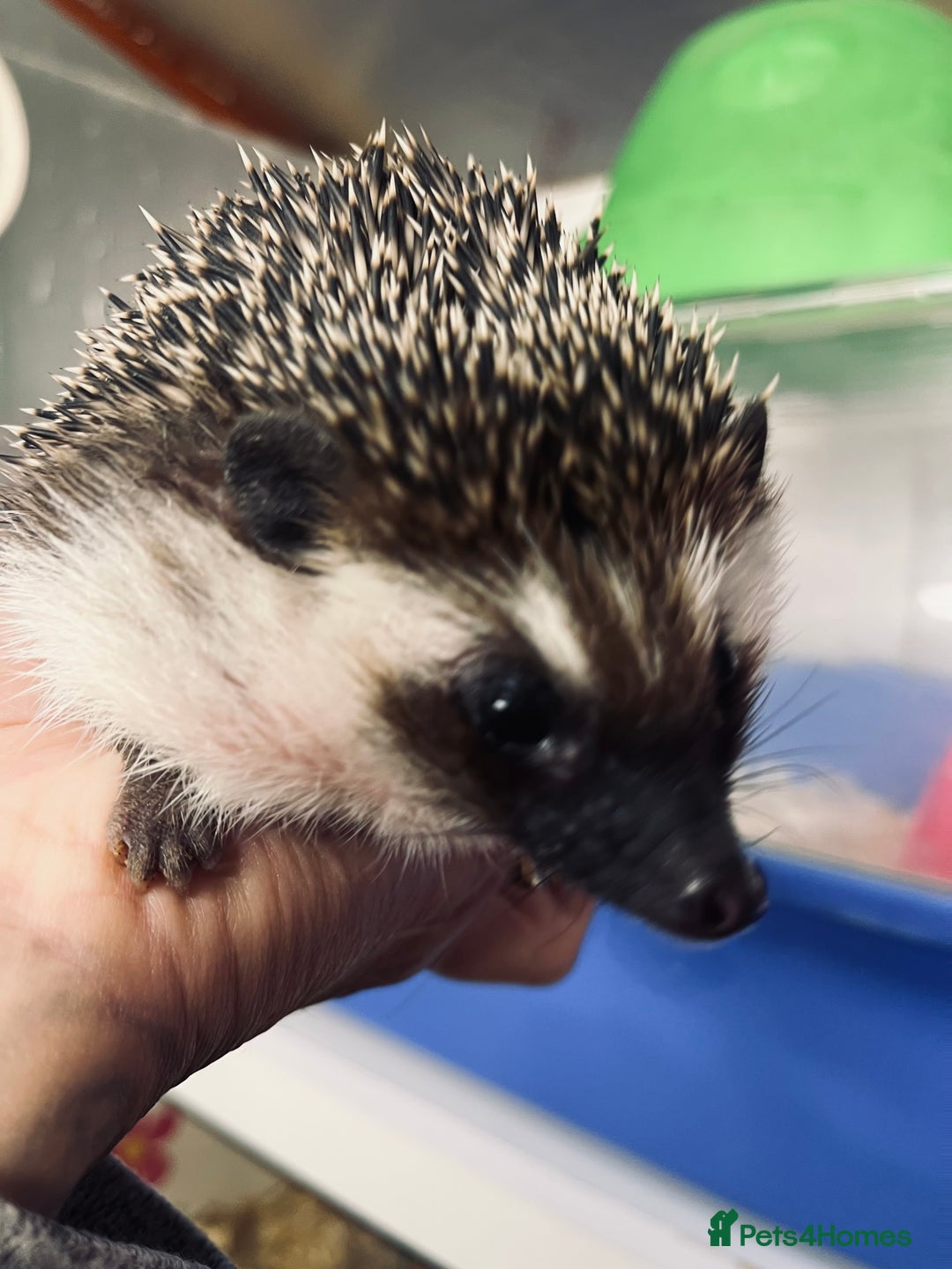 Pygmy Hedgehog rodents for sale: Young black boy/ full set up / carrier ready today - Image 2