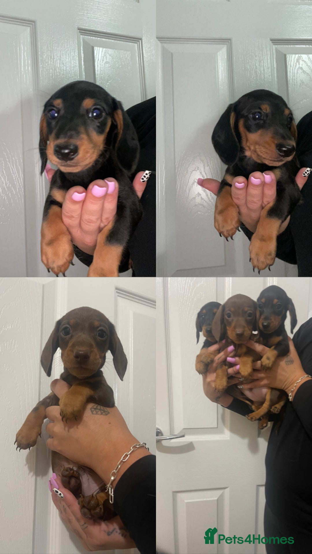Miniature Dachshund dogs for stud: 🦖RAVENOUS REX🦖 in Worcester - Image 12