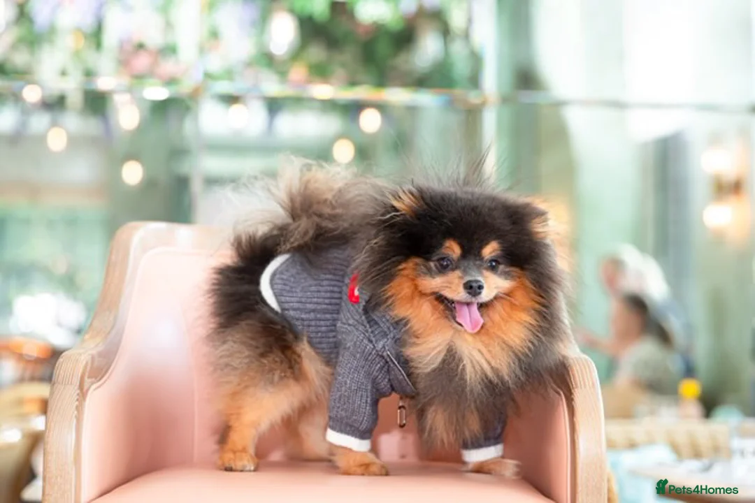 Pomeranian dogs for sale: PERFECT STUD BOY BLUE AND TAN  - Advert 4