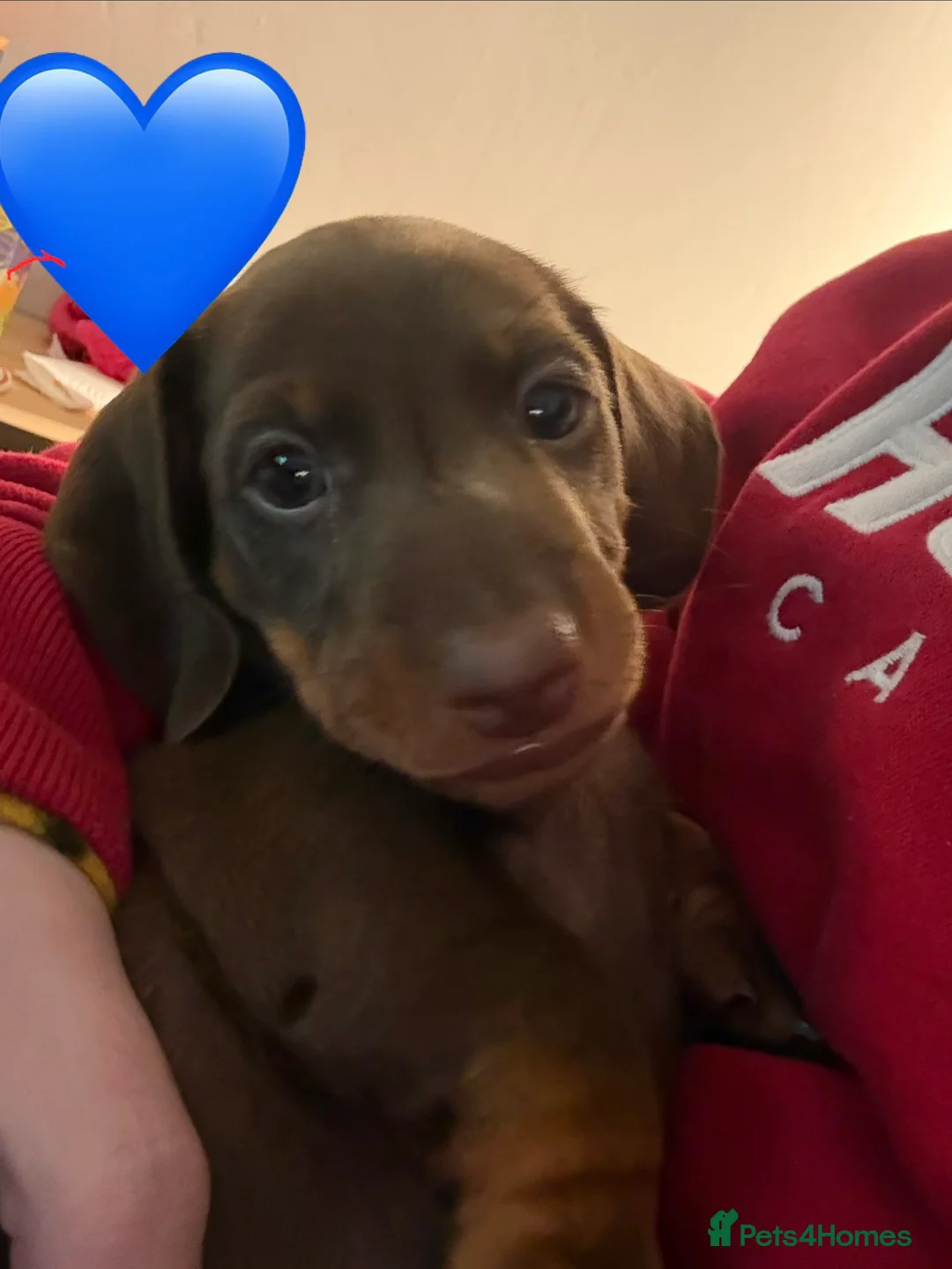 Miniature Dachshund dogs for sale: Smooth haired mini dachshunds  - Advert 2