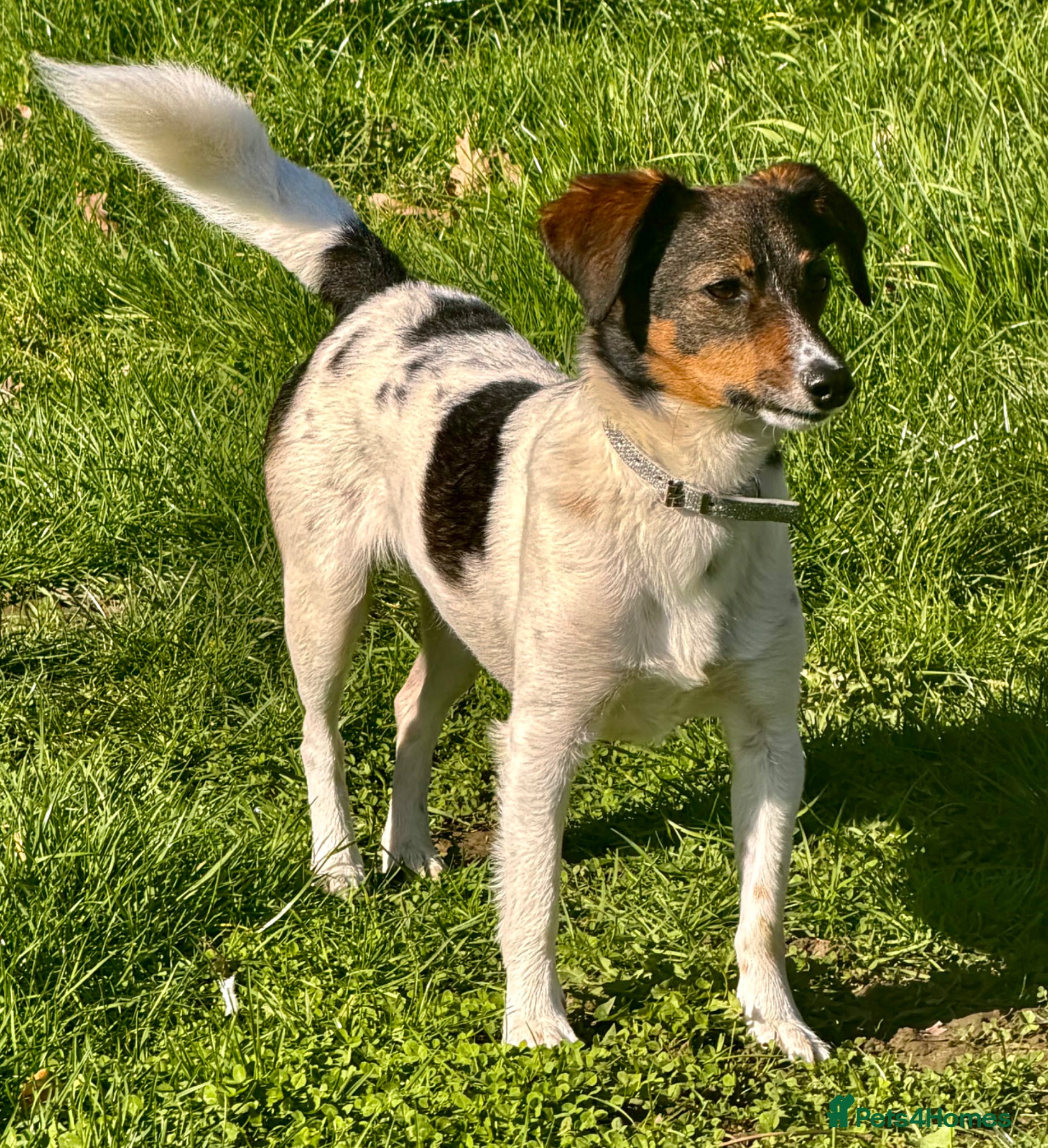 Border Collie dogs 🐾 Mable – Left on the Roadside, Saved by Love 🐾 - Advert 2