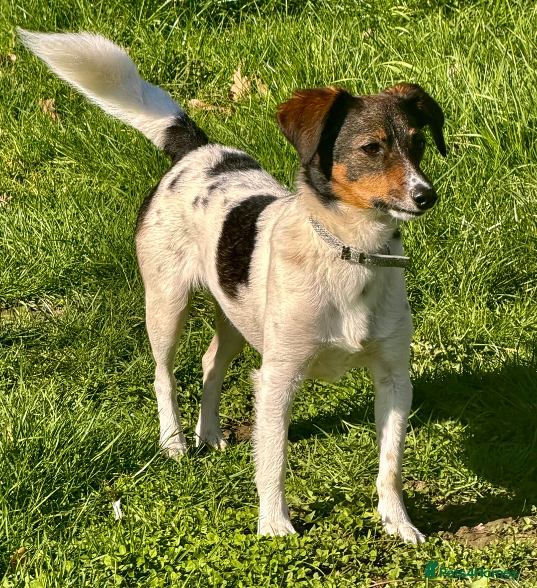 Border Collie dogs for adoption: 🐾 Mable – Left on the Roadside, Saved by Love 🐾 in West Malling - Advert 1