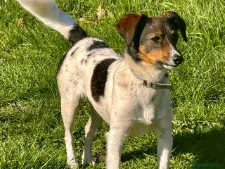 Border Collie dogs 🐾 Mable – Left on the Roadside, Saved by Love 🐾 - Advert 2