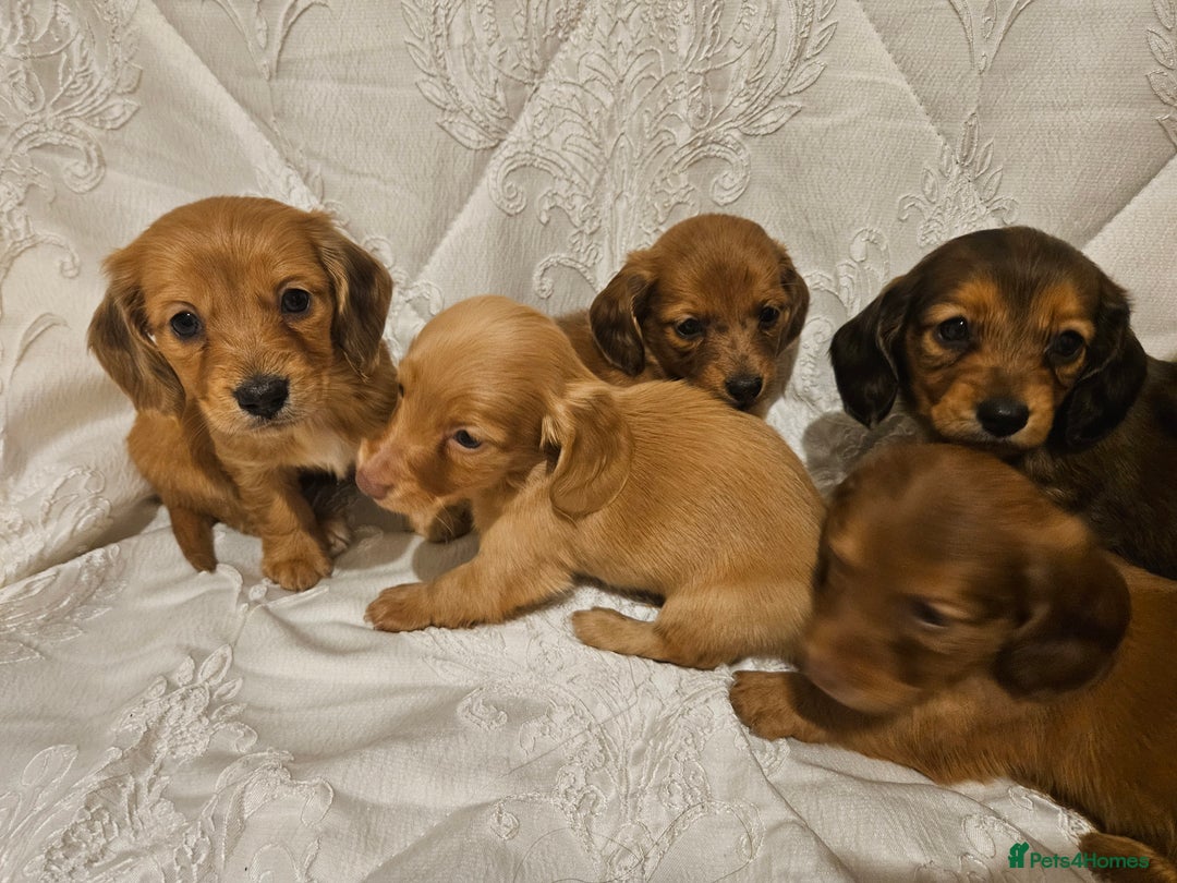 Miniature Dachshund dogs for sale: Longhaired Miniature Dachshund  - Advert 13