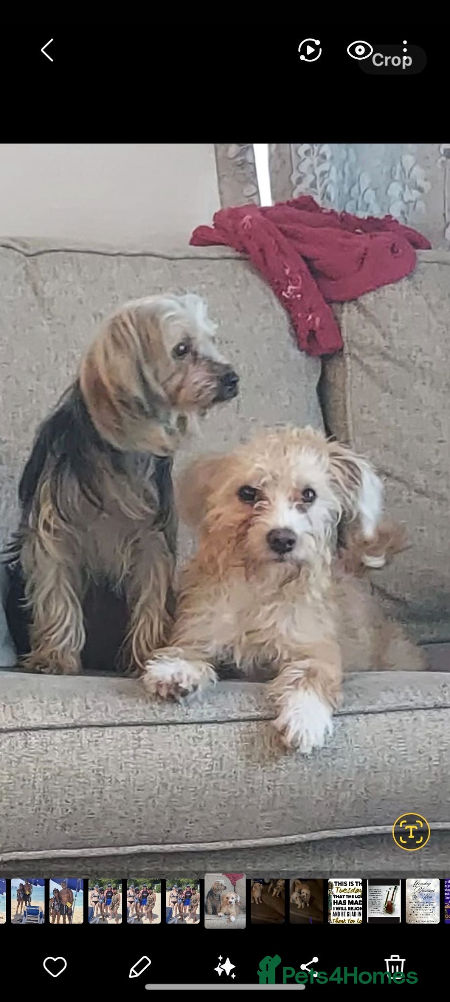 Yorkiepoo dogs Yorkshire puppies  - Advert 2