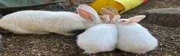 Continental Giant rabbits for sale: 🐰 Beautiful Pure-Bred Continental Giant Rabbits - Advert 10