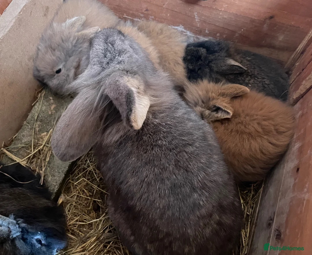 Lionhead rabbits for sale: Baby Lion head bunnies for sale - Advert 7