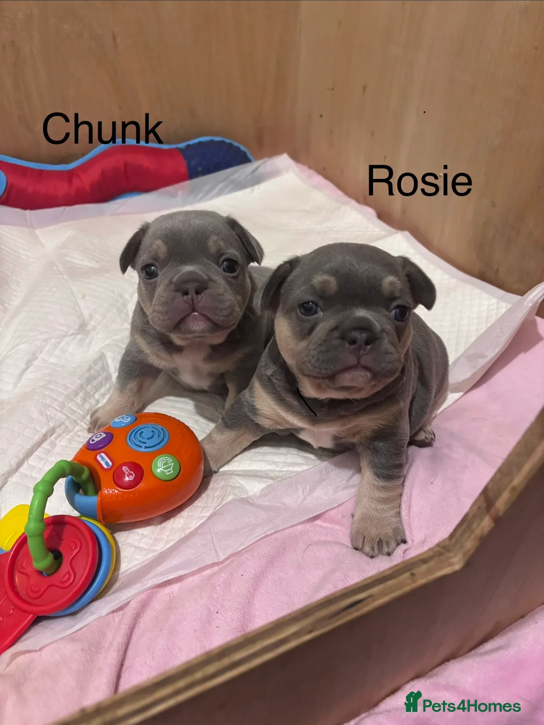 French Bulldog dogs for sale: French bulldog puppies - Advert 23