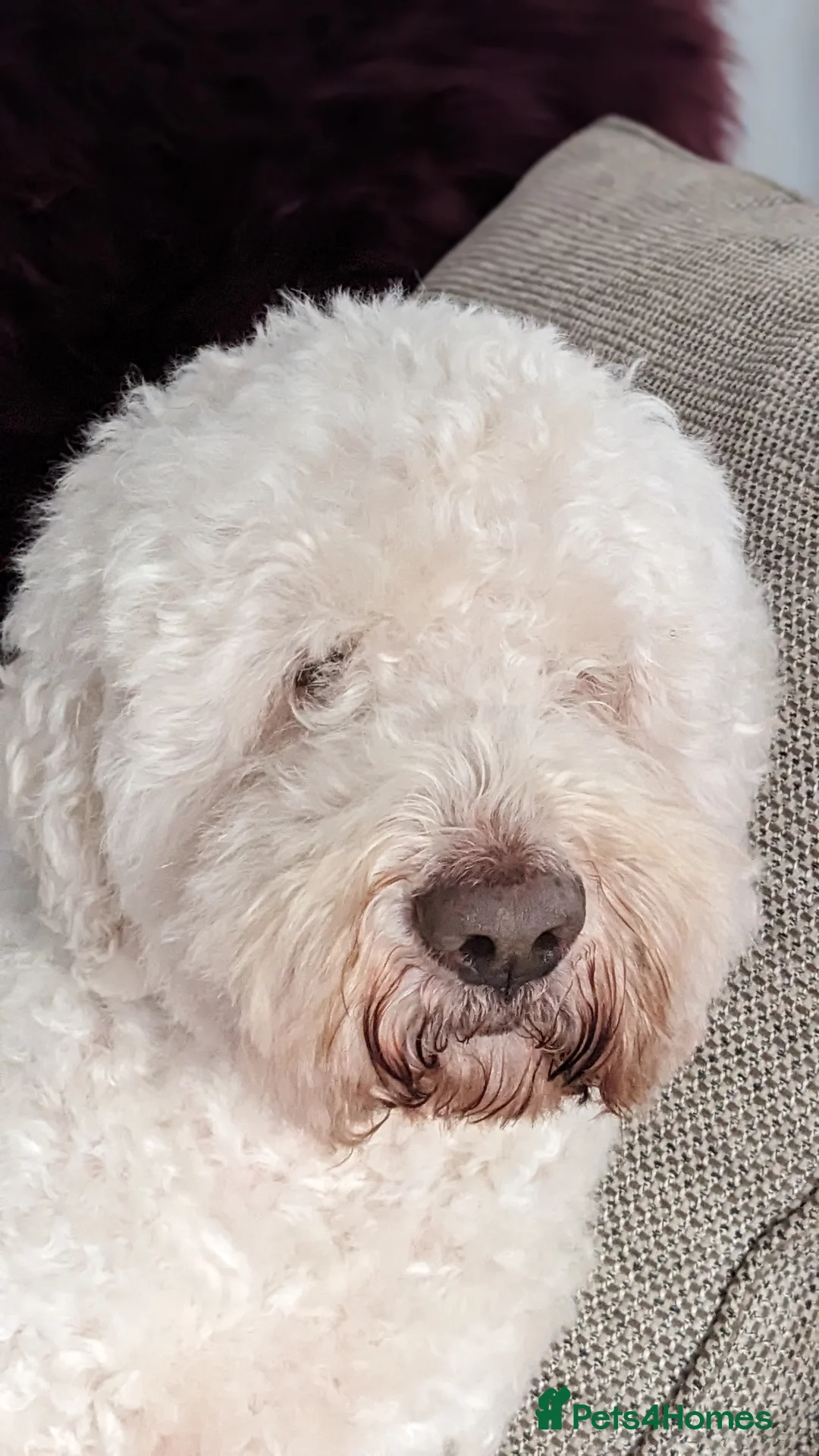 Lagotto Romagnolo dogs for sale: Lagotto Romagnolo puppies , a rarity !  - Advert 10