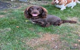 Cocker Spaniel dogs for sale: Beautiful, family cocker spaniels available - Image 9