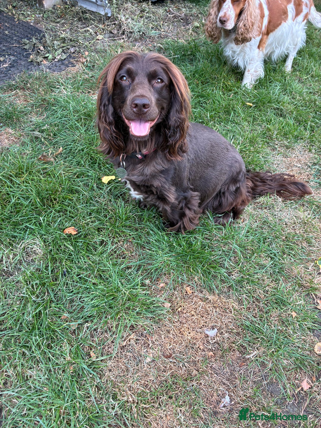 Cocker Spaniel dogs for sale: Beautiful, family cocker spaniels available - Image 9