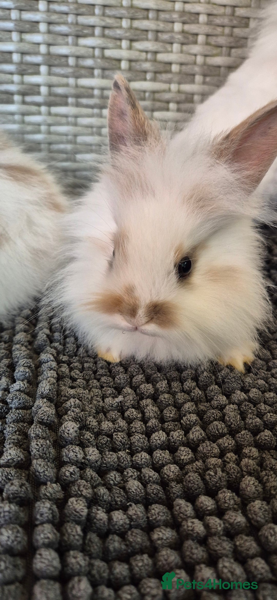Lionhead rabbits for sale: Double Maned Lionhead Bunnies  - Image 8