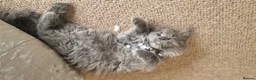 Maine Coon cats for sale:  Stunning Maine Coon Kittens – Ready Now – £1000 - Advert 13
