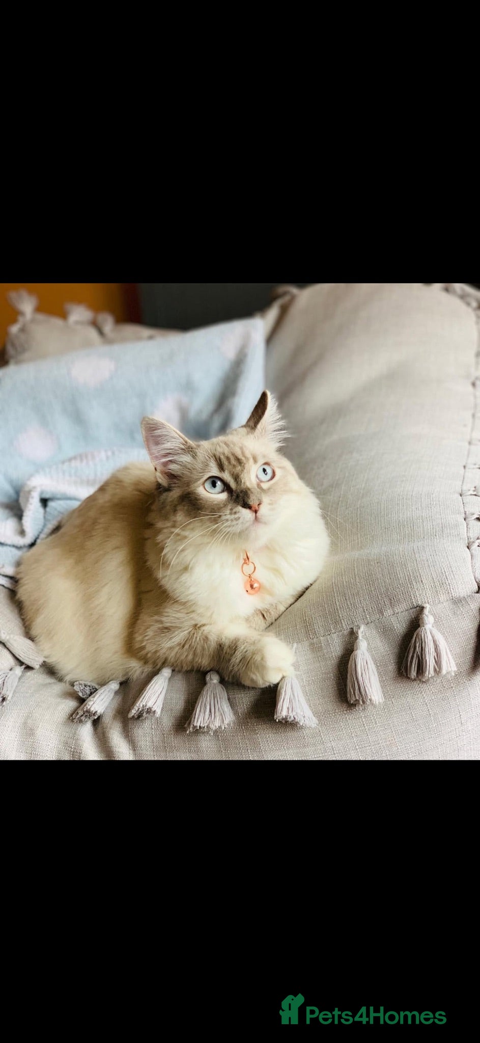 Ragdoll cats Pedigree Ragdoll Kittens Ready This Week - Advert 1