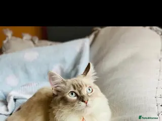 Ragdoll cats Pedigree Ragdoll Kittens Ready - Advert 5
