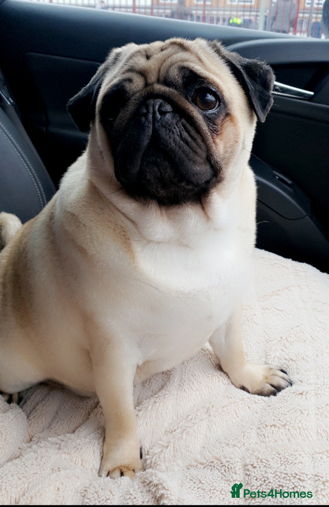 Pug dogs for sale: Pug - Tyrone - Advert 2