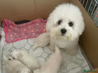 Bichon Frise dogs Beautiful bichon frise puppy’s - Advert 1