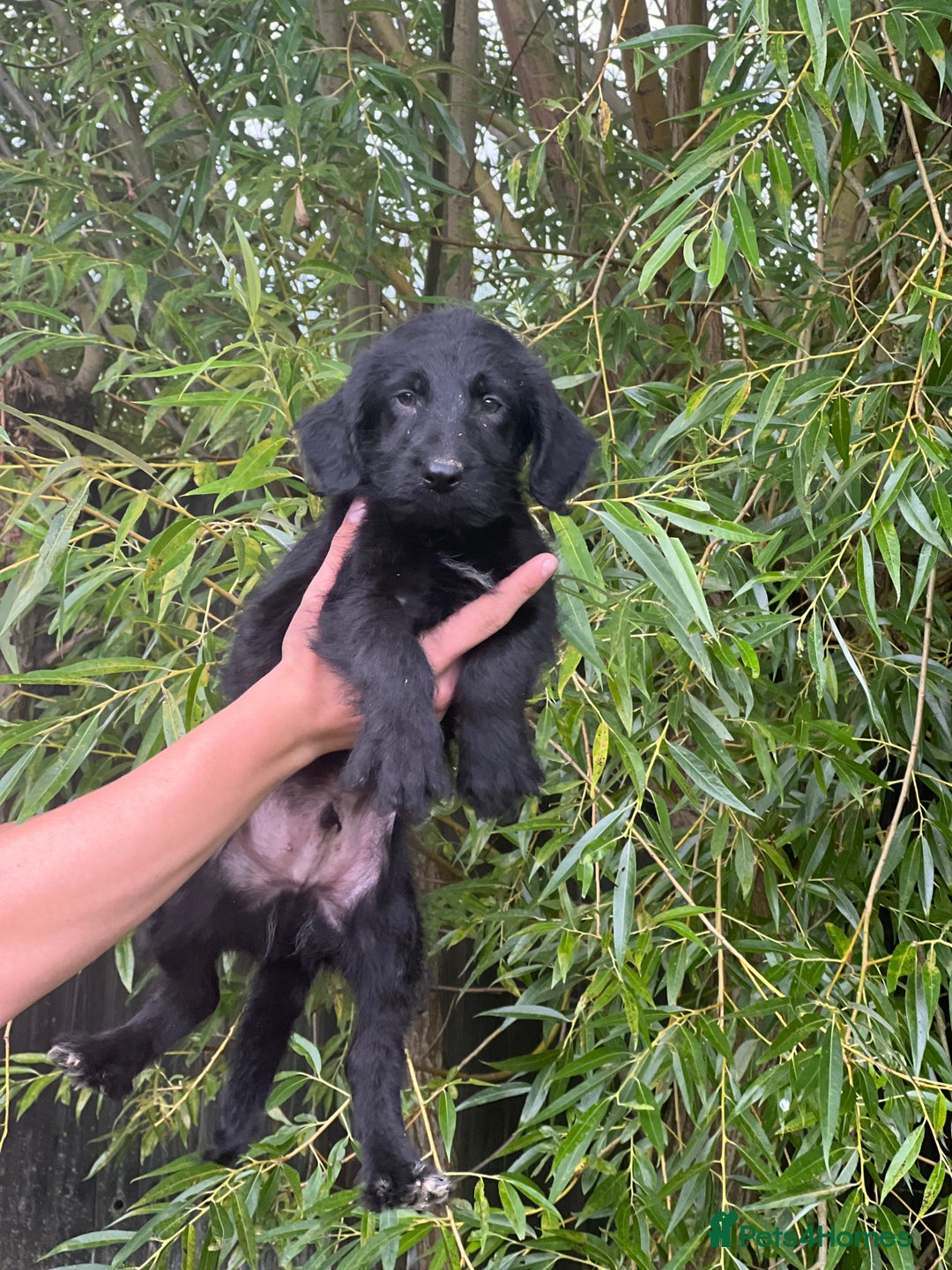 Bordoodle dogs for sale: Collie poodle ready now  - Image 4