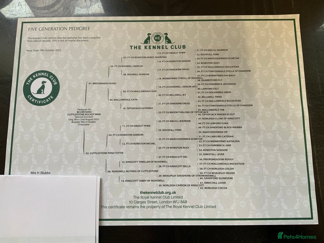 Cocker Spaniel dogs for sale: K.C. Well bred chocolate working cocker spaniels - Advert 27