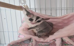 Sugar Glider rodents for sale: Stunning Female Sugar Glider - Image 1