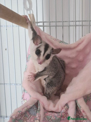 Sugar Glider rodents - Advert 7
