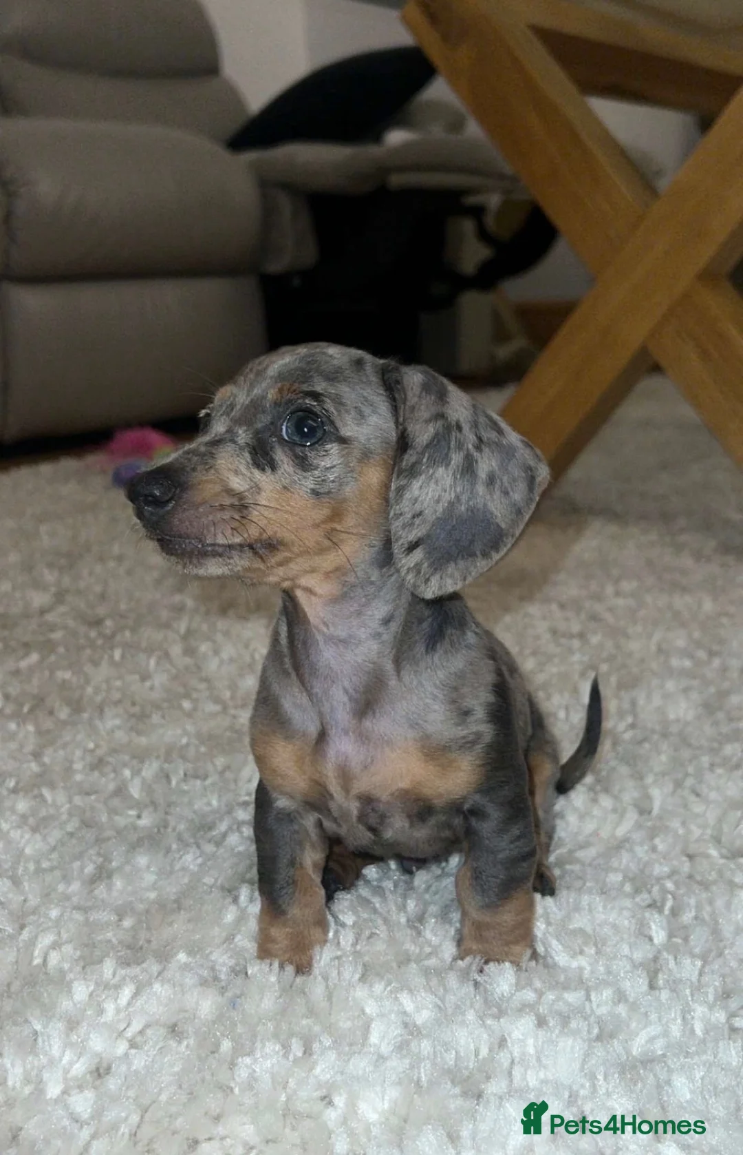 Miniature Dachshund dogs for sale: KC registered 1 year old male Miniature Dachshund  - Advert 2