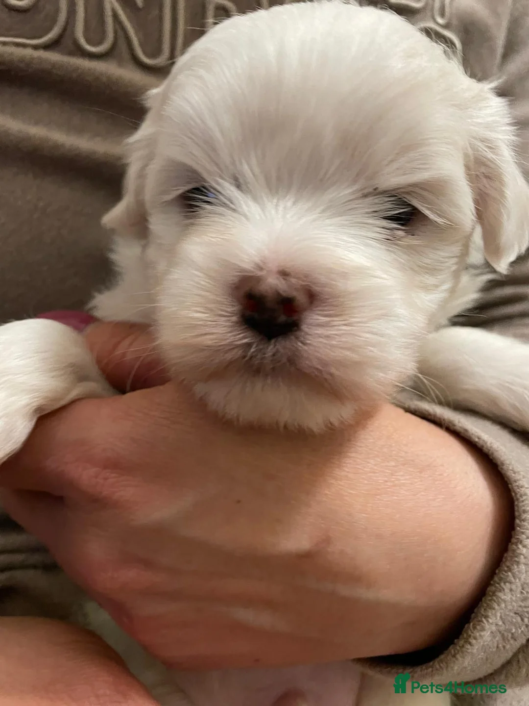 Bichon Frise dogs for sale: Bichon in Ilford - Advert 6