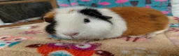 Guinea Pig rodents for sale: Teddy Retired Sow /Teddy Baby Sows  - Advert 2