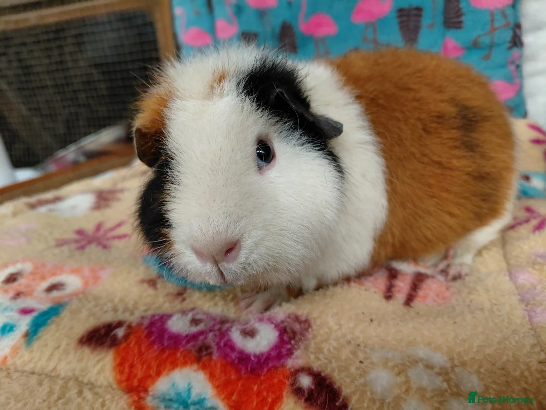 Guinea Pig rodents for sale: Teddy Retired Sow /Teddy Baby Sows  - Advert 2
