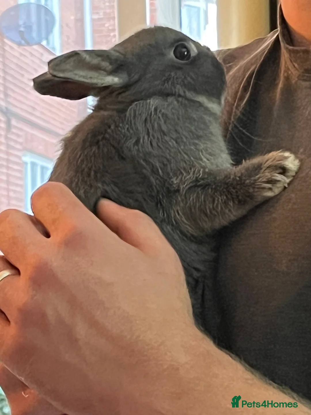Netherland Dwarf rabbits for sale: Shadow looking for a new home  - Advert 2