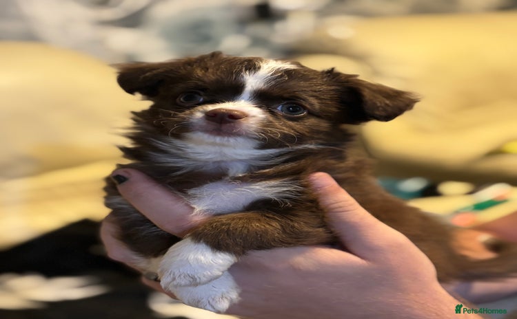 Chihuahua dogs - Advert 2