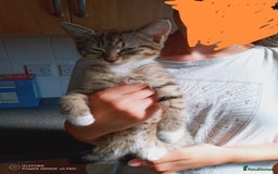 Mixed Breed cats for sale: 3 kittens, 9 weeks old, 1 male, 2 females - Image 3
