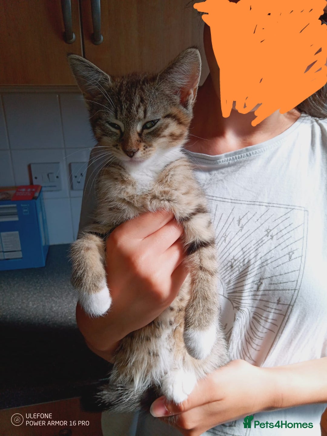 Mixed Breed cats for sale: 3 kittens, 9 weeks old, 1 male, 2 females - Image 3