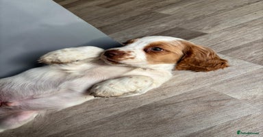 Sprocker dogs *BEAUTIFUL SPROCKER PUPPIES * - Advert 4