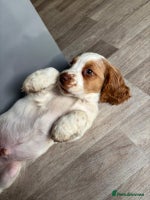 Sprocker dogs *BEAUTIFUL SPROCKER PUPPIES * - Advert 4