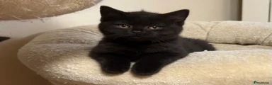 British Shorthair Black Male